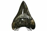 Fossil Megalodon Tooth - Polished Tooth #165046-2